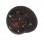 TROCHIDAE CLANCULUS CRUCIATUS shell