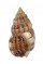 NASSARIIDAE NASSARIUS  INCRASSATUS shell
