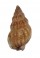 NASSARIIDAE NASSARIUS  INCRASSATUS shell