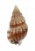 NASSARIIDAE NASSARIUS  INCRASSATUS shell