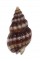 NASSARIIDAE NASSARIUS  INCRASSATUS shell
