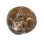 TROCHIDAE GIBBULA TURBINOIDES shell