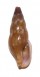 COLUMBELLIDAE MITRELLA GERVILLEI shell