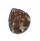 TROCHIDAE JUJUBINUS GRAVINAE shell