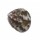 TROCHIDAE JUJUBINUS GRAVINAE shell