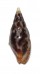 COLUMBELLIDAE MITRELLA SCRIPTA shell