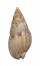 NASSARIIDAE NASSARIUS CUVIERI shell