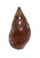 NASSARIIDAE NASSARIUS CORNICULUS shell