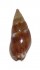 NASSARIIDAE NASSARIUS CORNICULUS shell