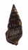 POTAMIDIDAE TEREBRALIA SULCATA shell