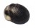 NATICIDAE NERITA PICEA shell