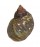 LITTORINIDAE NODILITTORINA PUNCTATA shell