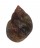 LITTORINIDAE NODILITTORINA PUNCTATA shell