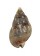 NASSARIIDAE NASSARIUS  CUVIERII shell