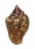 COLUMBELLIDAE COLUMBELLA MERCATORIA shell