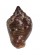 COLUMBELLIDAE COLUMBELLA MERCATORIA shell