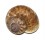 LANDSNAIL CYCLOPHORUS HERKLOTSI shell