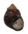 FRESHWATER SINOTAIA HISTRICA shell
