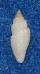TURRIDAE EUCITHARA cf. CORONATA shell