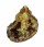 TURBINIDAE TURBO FORTISPIRALIS shell