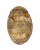 CHITONIDAE LEPIDOCHITONA CORRUGATA shell