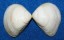 MESODESMATIDAE ATACTODEA CUNEATA shell