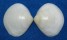 MACTRIDAE MACTRA SPECIES shell