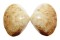 MACTRIDAE MACTRA MACULATA shell