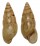 LANDSNAIL LIMICOLARIA FLAMMULATA shell