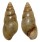 LANDSNAIL LIMICOLARIA FLAMMULATA shell