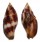 MITRIDAE NEBULARIA FERRUGINEA shell