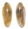 MARGINELLIDAE VOLVARINA JANNEEFSI shell