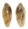 MARGINELLIDAE VOLVARINA JANNEEFSI shell