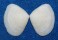 MESODESMATIDAE COECELLA aff. CHINENSIS shell