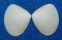 MESODESMATIDAE COECELLA aff. CHINENSIS shell