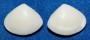 MESODESMATIDAE COECELLA aff. CHINENSIS shell
