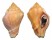 MELONGENIDAE VOLEMA MYRISTICA shell
