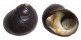 TROCHIDAE DILOMA NIGERRIMA shell