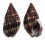 NASSARIIDAE NASSARIUS MARGARITIFERUS shell