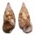 CERITHIIDAE CLYPEOMORUS PURPURASTOMA shell