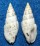 COLUMBELLIDAE MITRELLA LIGULA shell