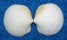 LUCINIDAE LUCINA SPECIOSA shell