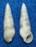 CERITHIIDAE CERITHIUM NESIOTICUM shell