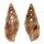 COLUMBELLIDAE METANACHIS cf. LAINGENSIS shell