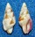 COLUMBELLIDAE MITRELLA CONSPERSA shell