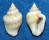 COLUMBELLIDAE COLUMBELLA SCRIPTA shell