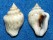 COLUMBELLIDAE COLUMBELLA SCRIPTA shell
