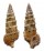 CERITHIIDAE CERITHIUM LIFUENSE shell