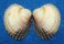 CARDIIDAE CERASTODERMA GLAUCUM shell