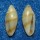 MARGINELLIDAE VOLVARINA BEVDEYNZERI shell